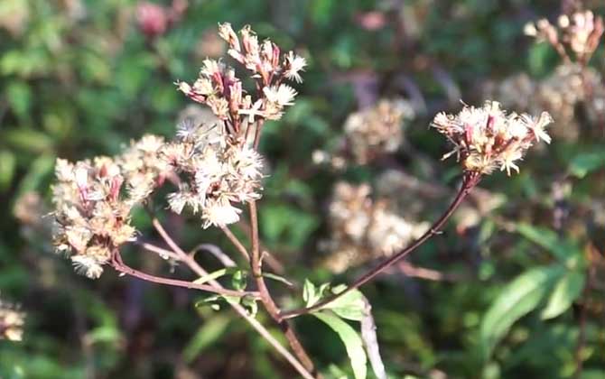 山茶花叶子打卷干枯怎么办？