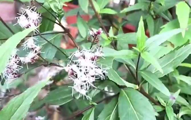 金桂花树种植技术要点 注意防治病虫害