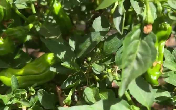 紫扁豆种植时间和方法 紫扁豆生长温度