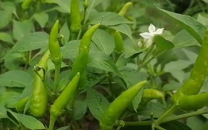 朝天椒是什么植物？/朝天椒别名叫什么