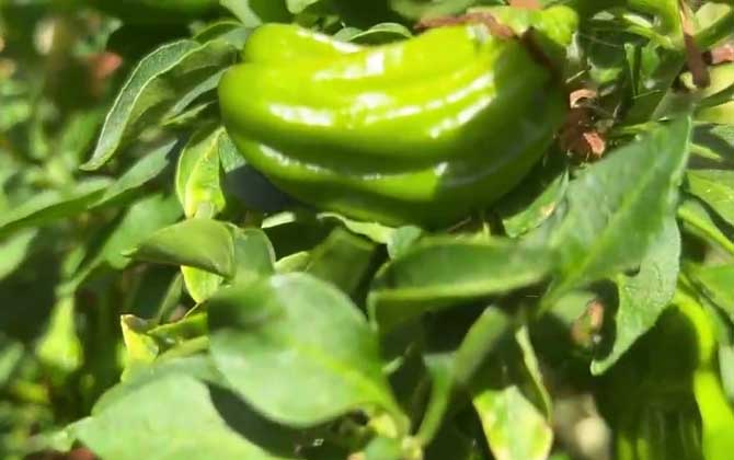 冬瓜是哪个季节的食物 附冬瓜种植方法