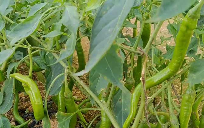 扁豆的种植方法和时间 扁豆的种植方法和管理技术视频