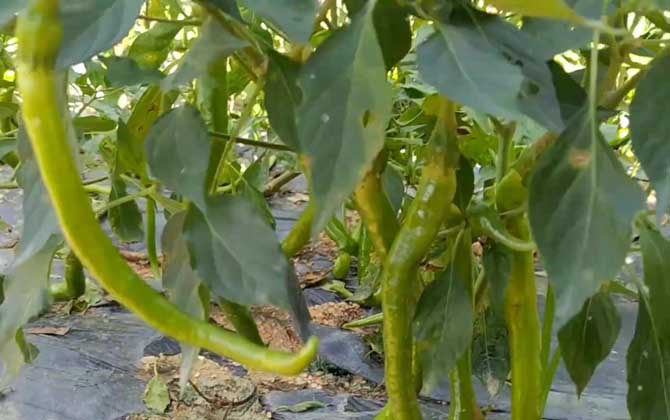 夏枯草种植技术 夏枯草的繁殖技术