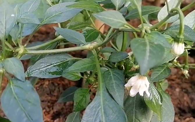 茶花不长叶子怎么办？茶花不发新芽怎么办？