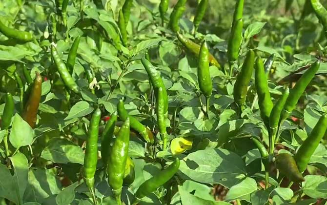 盆养植物非洲凤仙花如何养植，非洲凤仙花的养植方式和常见问题/非州凤仙花怎么养