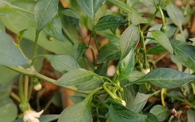 大盆幸福树怎样换土换盆