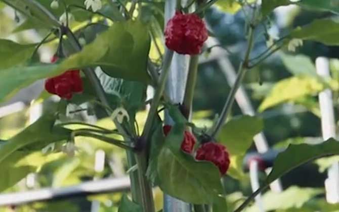 玫瑰花朵数代表的含义 玫瑰花送几朵代表什么意思 玫瑰花朵数代表的意义