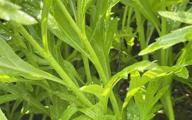 千手观音植物怎么繁殖/千手观音植物怎样修剪?