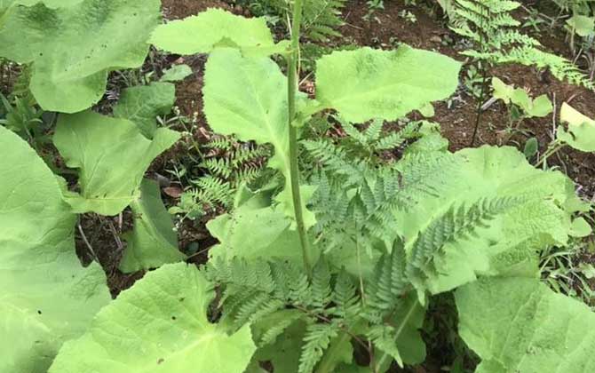 朱顶红花谢后怎么处理/朱顶红花谢后怎样栽种