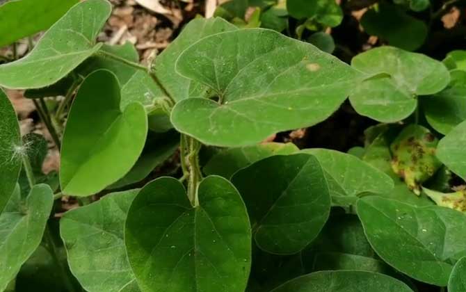 小苏打浇花有什么好处与作用 苏打水能浇的花有哪些 小苏打浇花能杀虫吗