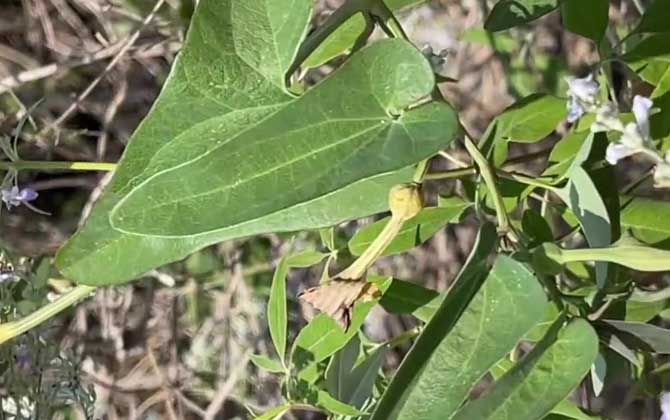 荔枝怎么洗才干净 正确的清洗方法 荔枝怎样洗