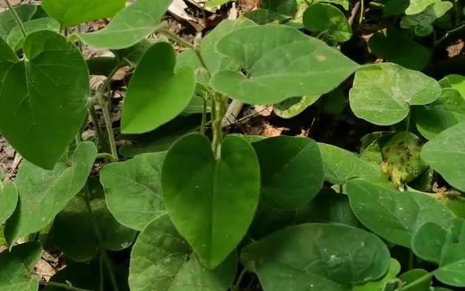 植物是怎么过冬的/植物是怎么过冬的视频