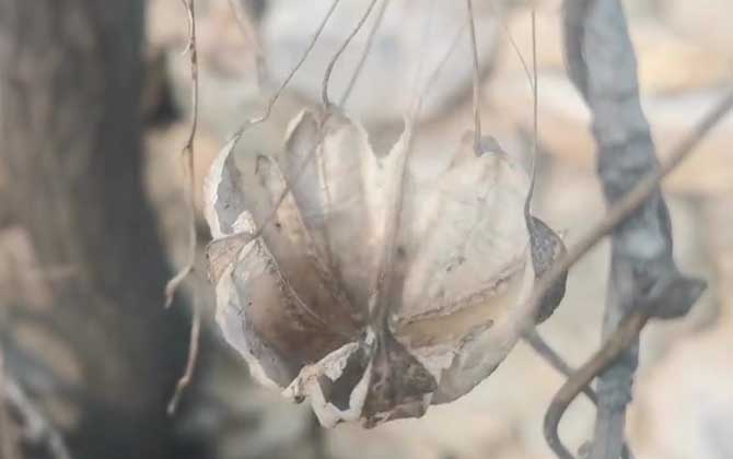 仙人球几点开花时间 什么时候开花早上还是晚上 仙人球开什么花