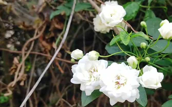 木香花为什么不能种？/木香花为什么不结花苞