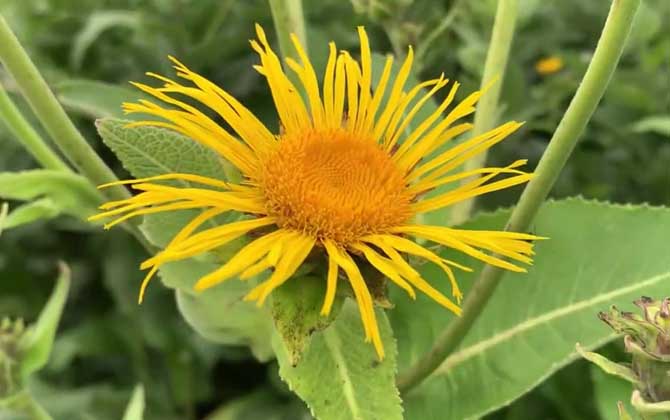 土木香是什么植物？/土木香是什么药材