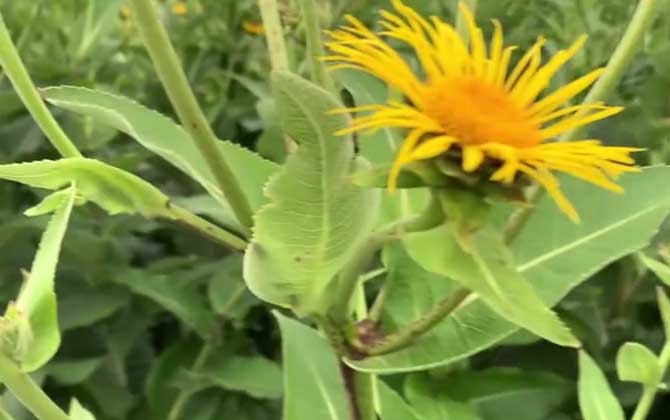 白兰花的繁殖(白兰花的繁殖周期)/白兰花的繁殖方法与栽培技术视频