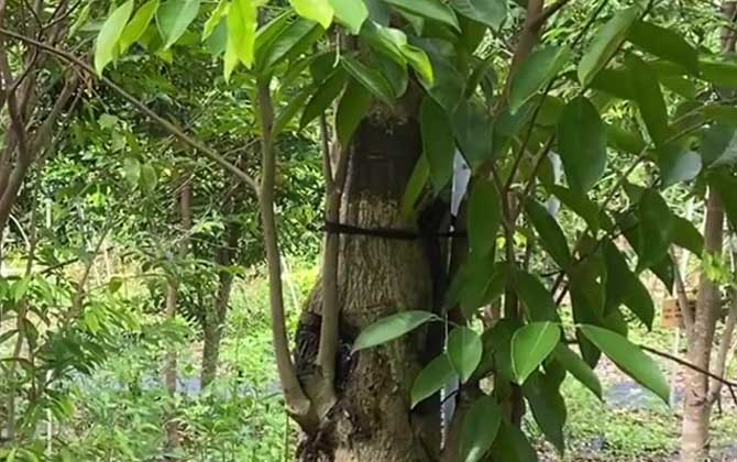 绣球花喜水吗 绣球喜欢水,太阳吗