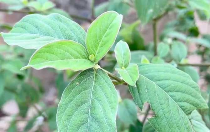 牛膝种植技术及病害防治/牛膝的种植栽培技术