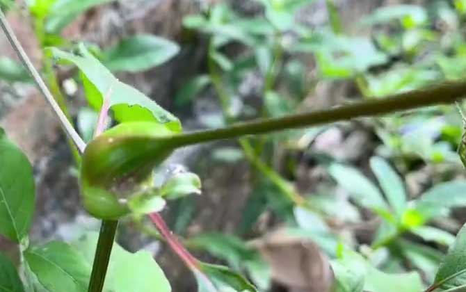 长寿花只长叶子不开花怎么办？