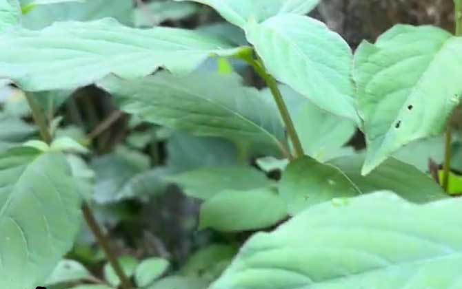 你知道桂花的繁殖方法有哪些吗/你知道桂花的繁殖方式吗