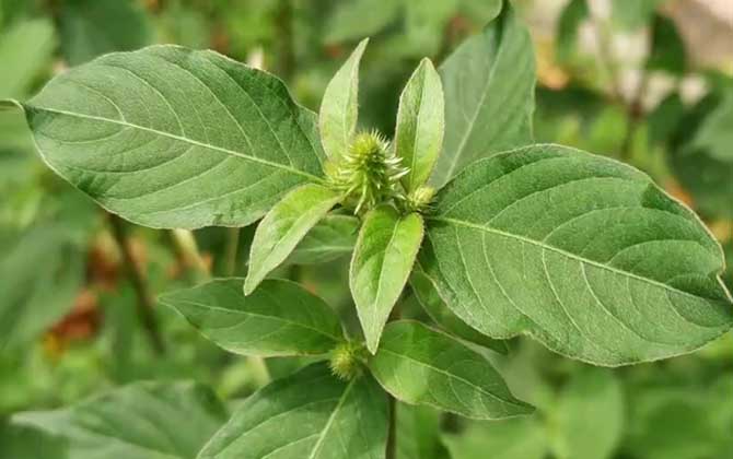 仙人指毛毛虫如何种植爆盆毛毛虫怎么养开花快又多 仙人掌科植物毛毛虫