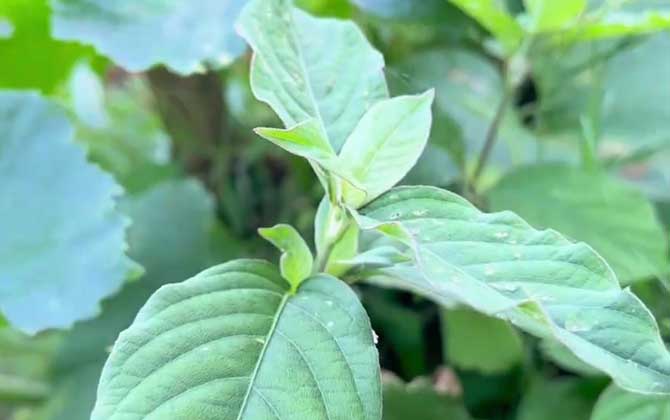 铜钱草水培小技巧，叶子绿油油，小清新范儿十足！/铜钱草水培怎么养步骤