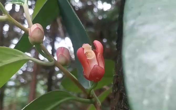 栀子花这种植物，该如何给它修剪？/栀子花什么植物