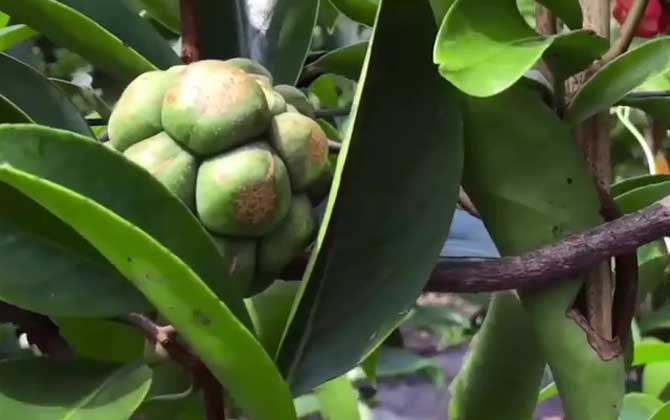 多肉植物多久浇一次水，见干见湿干透浇透(视季节而定)/肉肉花种植方法及浇水