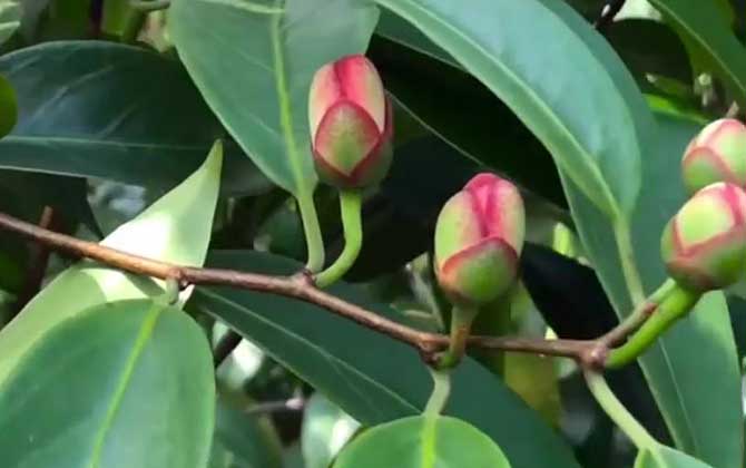 石蒜花可以养在家里吗 风水上家里种石蒜花不吉利吗 石蒜花养在家里好吗