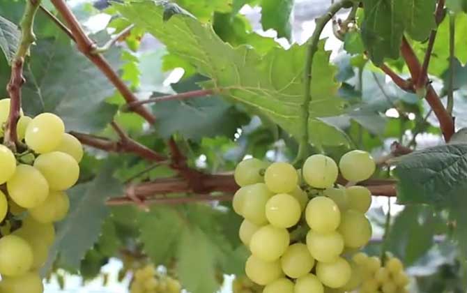 植物为什么愿意开花结果，为什么植物会开花结果/那你为什么植物