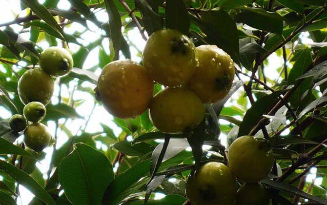 腊梅种植方法及时间 可露地栽植或盆栽