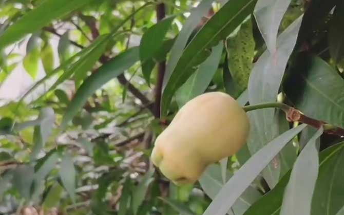 泥蒿和芦蒿一样吗 有什么区别 藜蒿和泥蒿和芦蒿是一样的东西吗