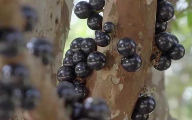 宠物狗狗可以吃核桃吗 宠物狗狗可以吃梨吗