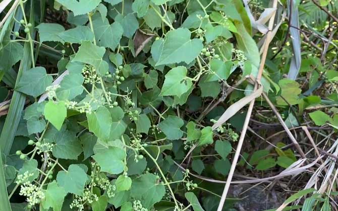 姬红花月多肉怎样养护/多肉植物姬红花月怎么养视频