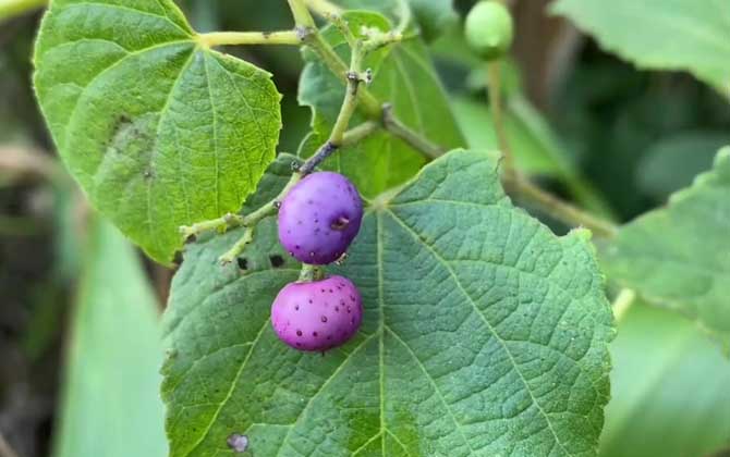 怎么养多肉植物/怎么养多肉植物 新手