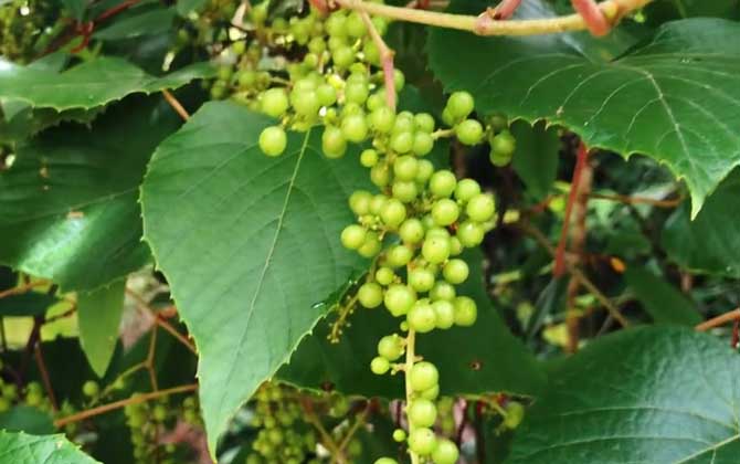 含笑花叶子发黄怎么办 含笑花叶子发黑怎么办