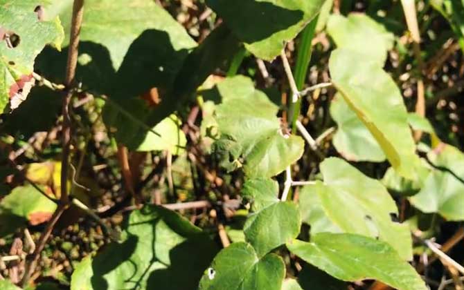 芒果树修剪最佳时间 芒果树修剪的作用、方法和注意要点