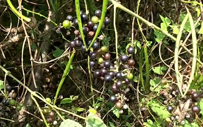 茯苓茶属于什么茶种 陕西茯茶的功效与作用适用人群 茯苓茶是什么茶怎么做