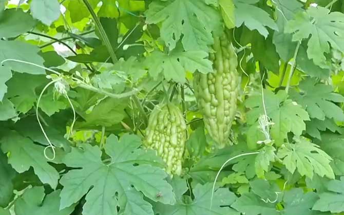 种植加拿大红叶紫荆它的繁殖方法是什么/加拿大红叶图片大全