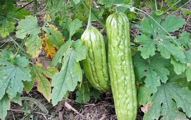 黑芝麻什么时候播种好 黑芝麻什么时候种植最好