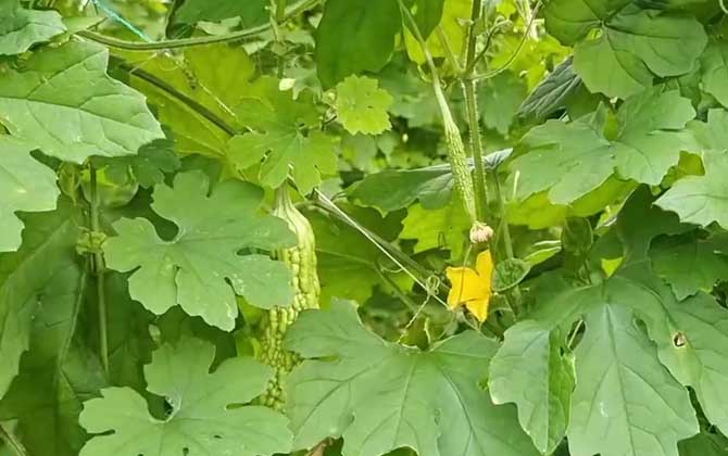 什么植物的花可以吃可食用的的植物花有哪些品种 四季开花的植物花卉有哪些