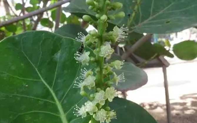 白兰花水培生根法(白兰花水培生根法图解)/白兰花水培生根法没有生根水