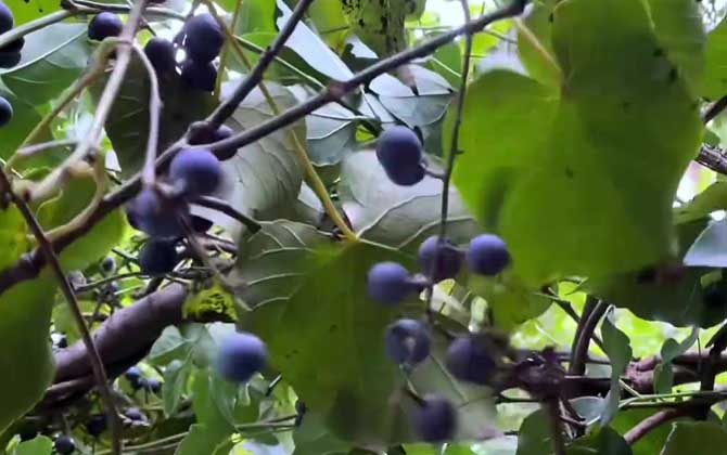 直播旱稻有哪些除草配方 附直播旱稻的种植技术