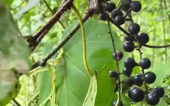 我国茶树种植有哪些施肥技术 配方是什么