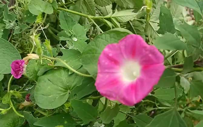 多肉植物养殖（从播种到成株）/多肉植物养殖注意事项