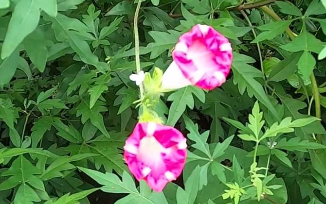 盆栽茶花能淋雨吗 没服盆茶花怕淋雨吗 茶花淋雨了没事吧