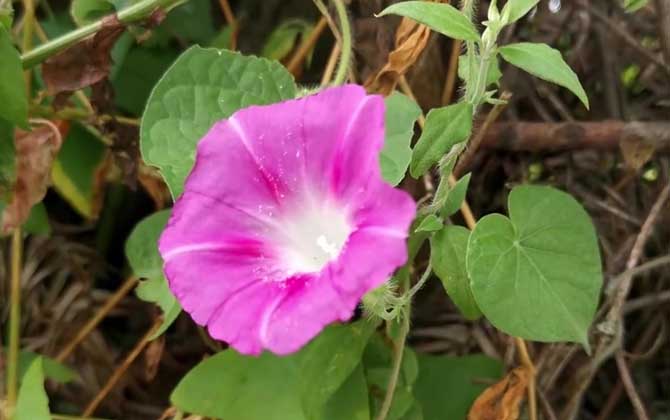 喇叭花和牵牛花是一种花吗？/喇叭花和牵牛花的寓意