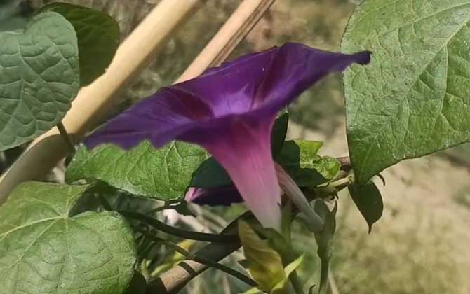 长寿花怎么养护生长旺盛又防虫 夏天扦插的长寿花怎么养护