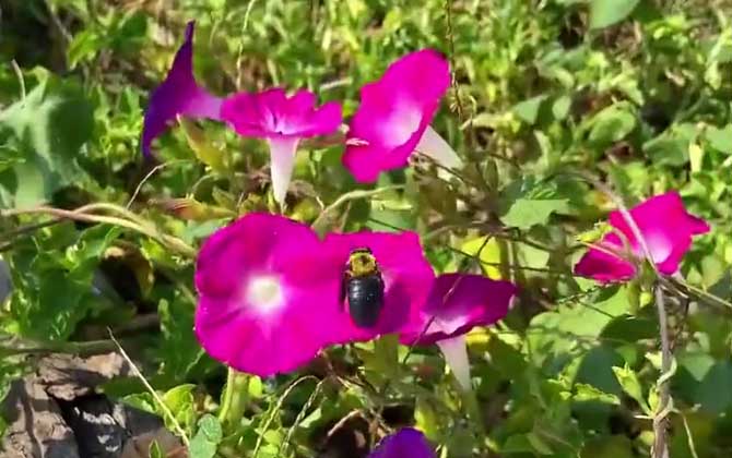 小叶栀子花怎样养家庭养法