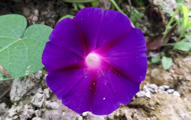 赤豆种植时间和方法 赤豆种植时间和方法介绍